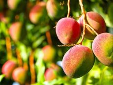 MANGO ATAULFO DEL SUR DE SINALOA LLEGARÁ POR PRIMERA VEZ A EUROPA