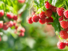 AUMENTO DE TEMPERATURA PODRÍA AFECTAR LA CALIDAD DE LAS FRAMBUESAS CHILENAS