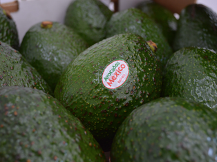 EL AGUACATE MEXICANO IRÁ AL MERCADO BRASILEÑO