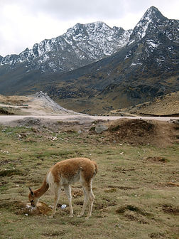 view-giraffe-field-against-mountain-range.jpg