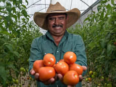 MÉXICO FIJA PRECIOS MÍNIMOS DE EXPORTACIÓN PARA EL TOMATE FRESCO TRAS FIN DE ACUERDO CON EE.UU.