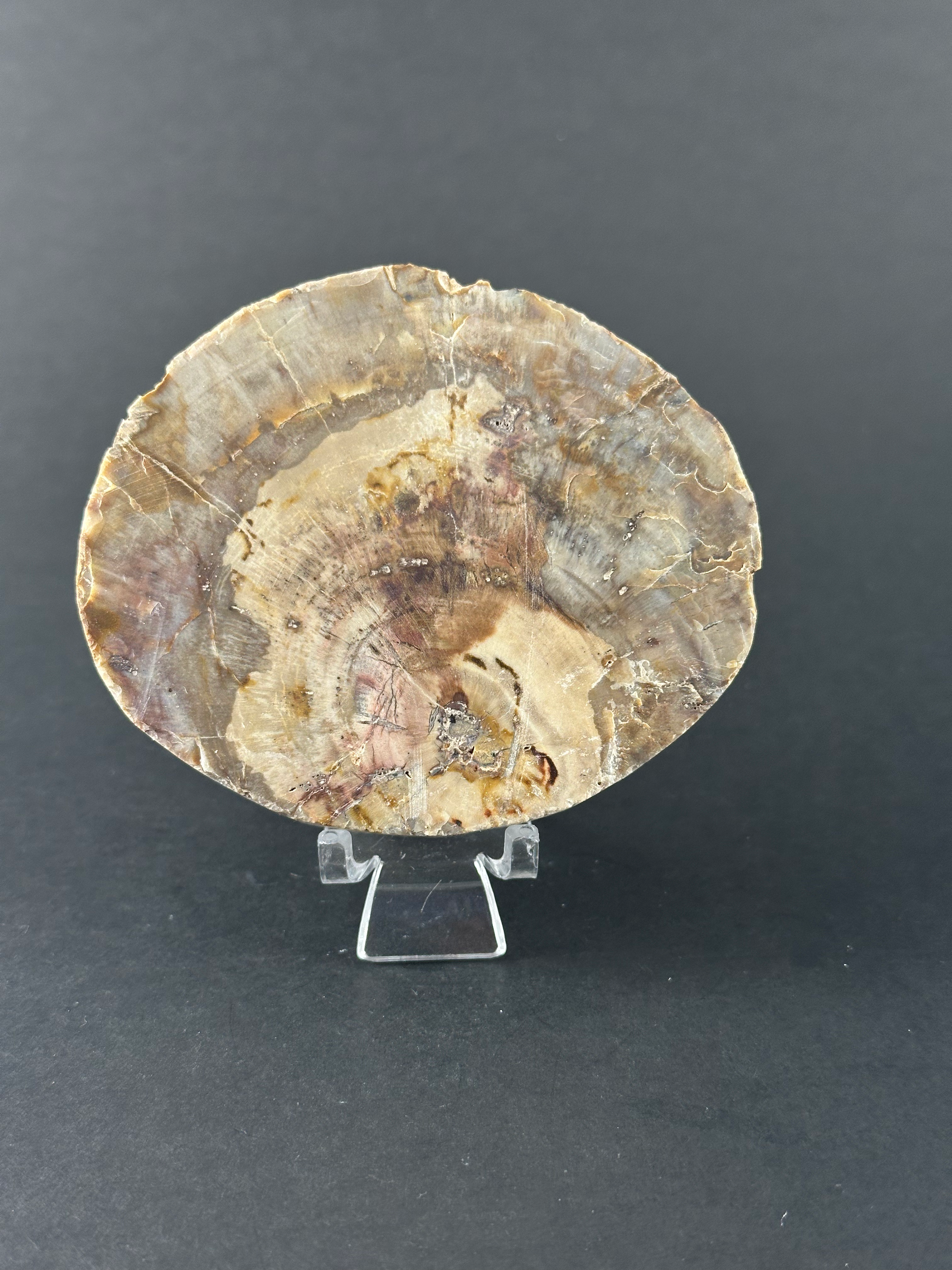 Plaque de bois pétrifié