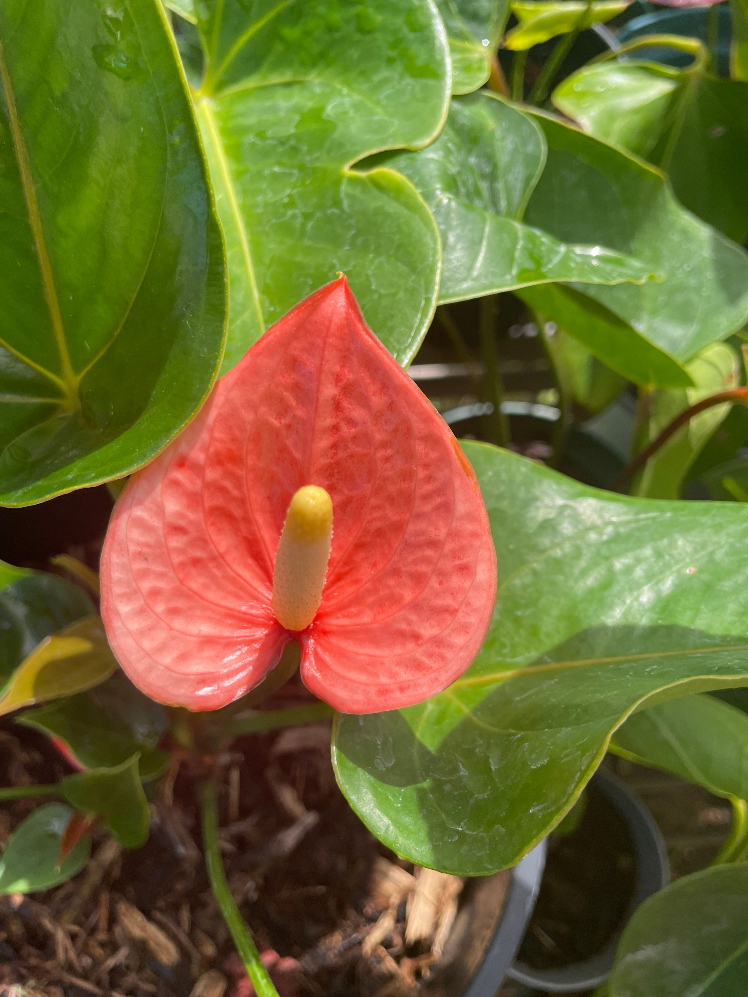 Mini Salmon Colored Anthurium