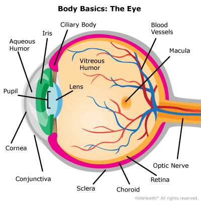 Coloured diagram of a human eye, with pupil and lens at left, macula and optic nerve at right