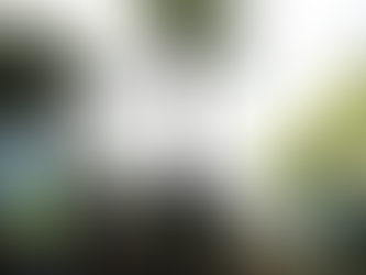 Primeira árvore retirada para obra do BRT é replantada no Parque da Cidade