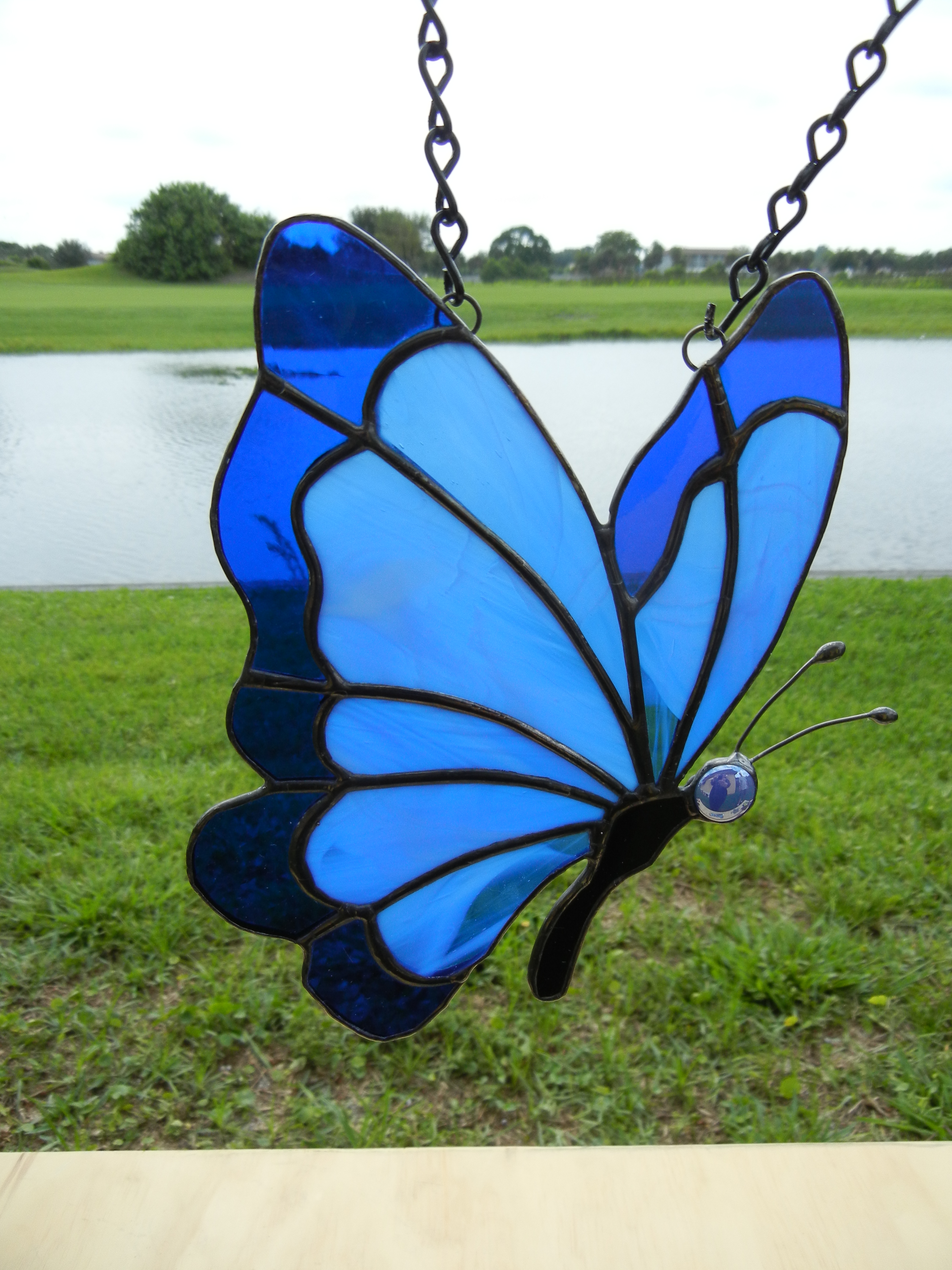BlueButterfly 1