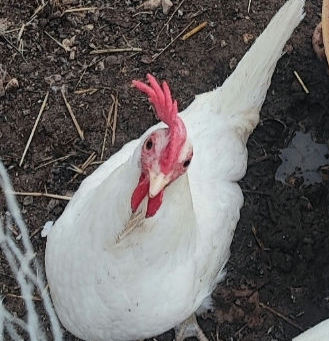 Le galline Livornesi