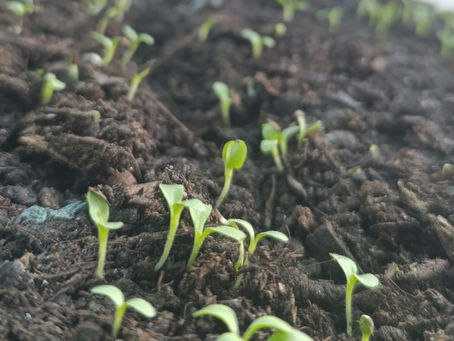 Il Mio Semenzaio: Un Progetto Creativo e Sostenibile per le Semine di Gennaio