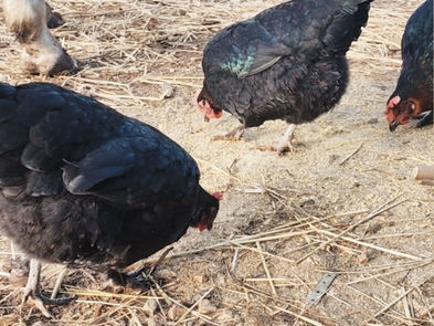 Marans, la gallina dalle uova cioccolato