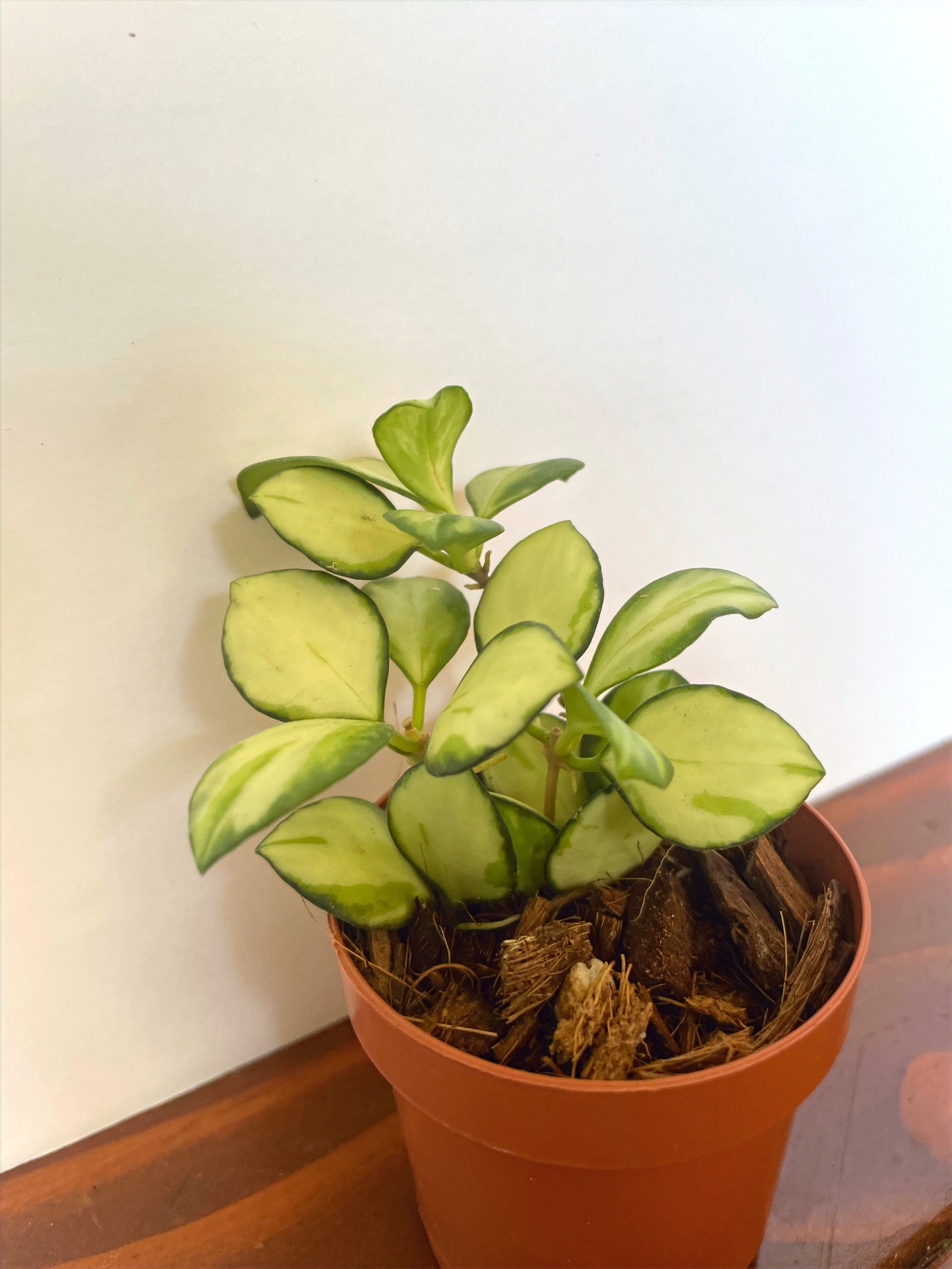 Hoya Heuschkeliana variegated