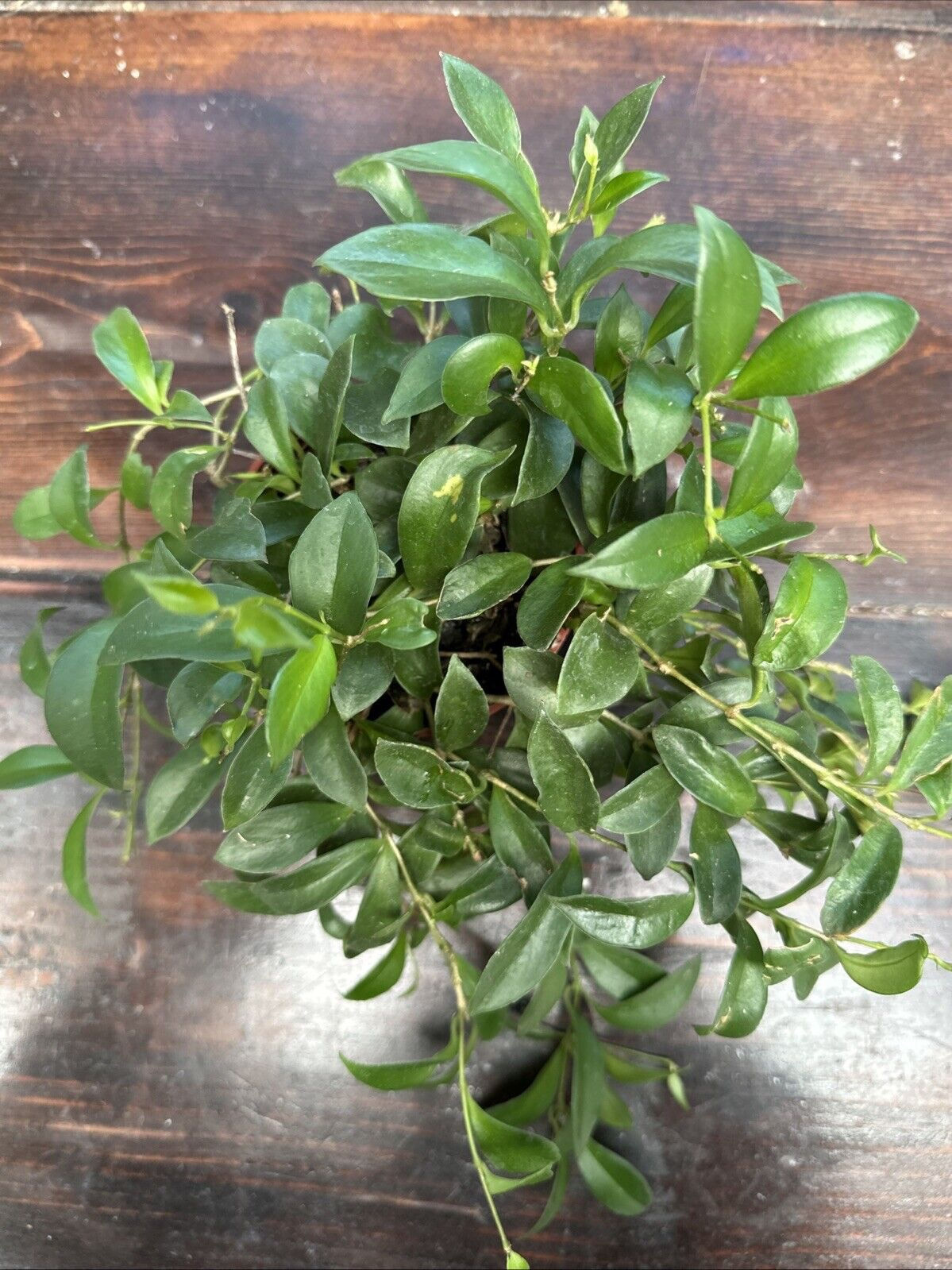 Purple Star Lipstick Plant