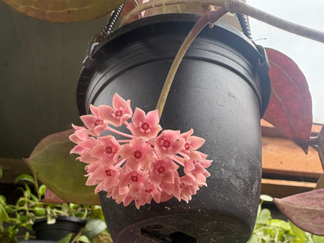 This beauty's flowers before they fully opened.