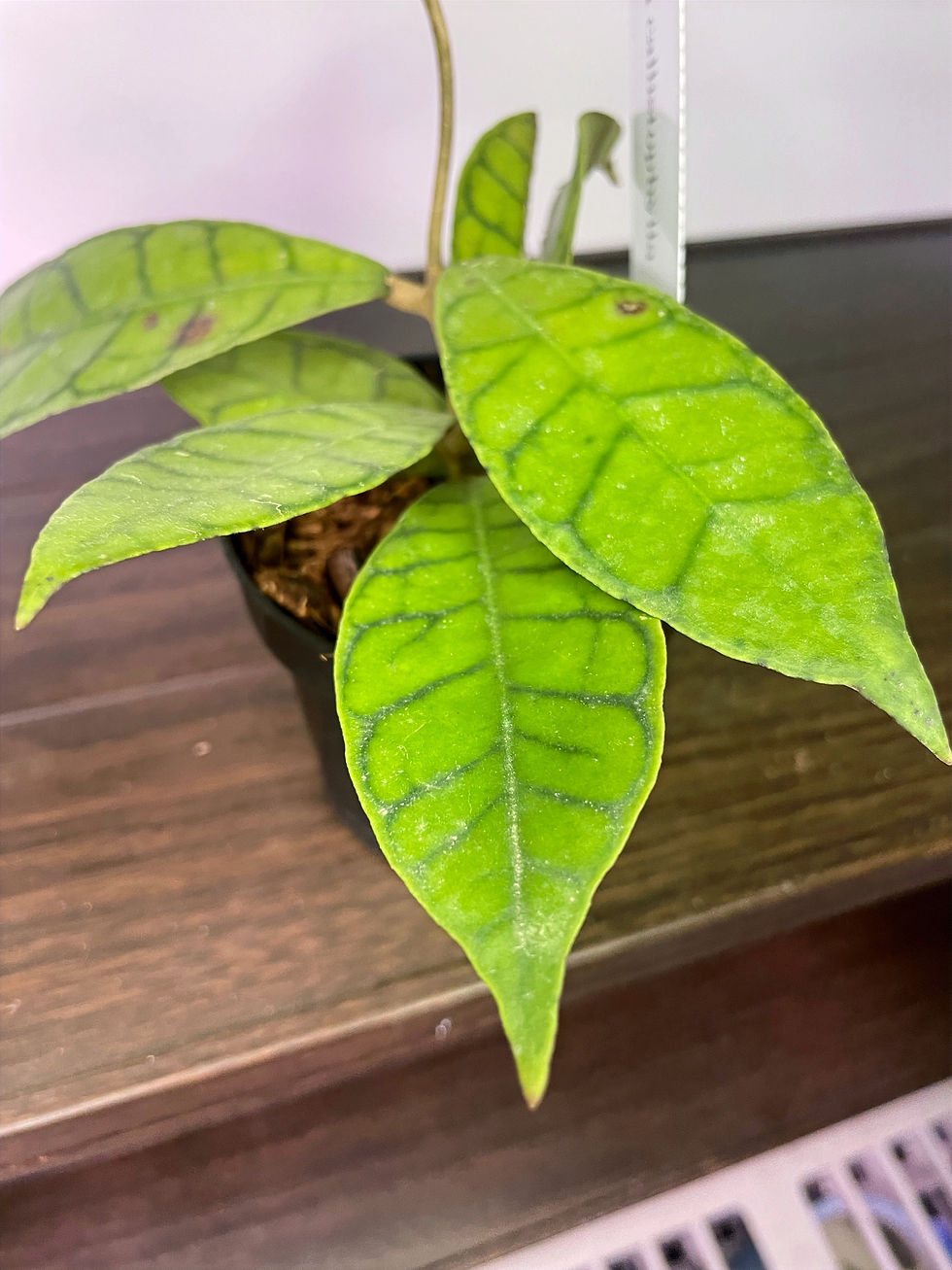 Hoya Callistrophylla