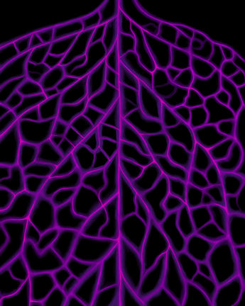 Natural_Networks_2017.jpeg