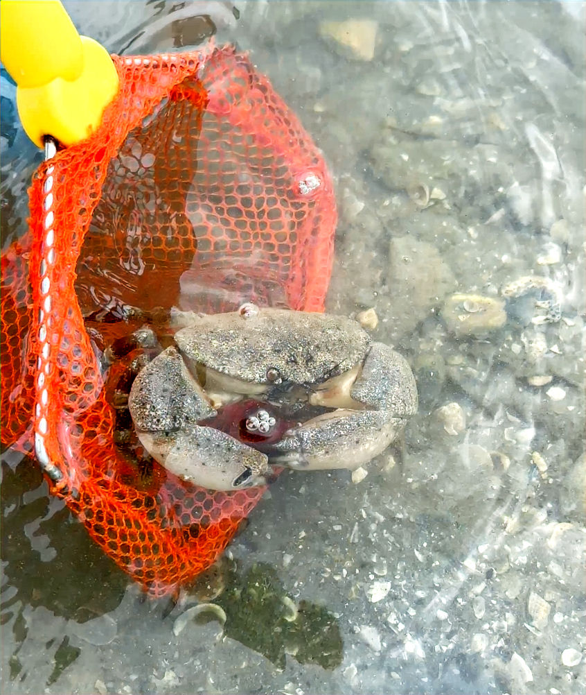 Family adventure exploring ocean life, stone crab hunting in Florida
