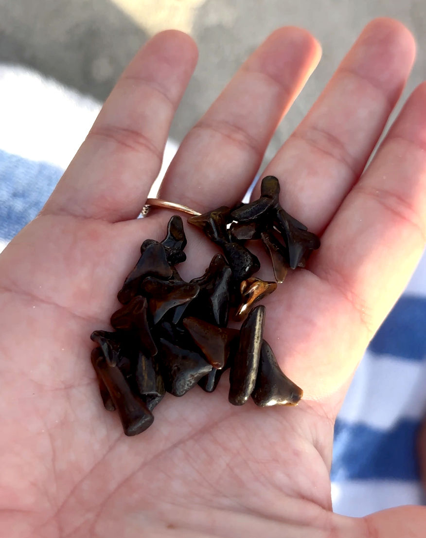 Shark teeth hunting with SunshineFamGuide on florida's gulf coast