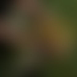 What are the Roots at the Secret Garden of Southsea.