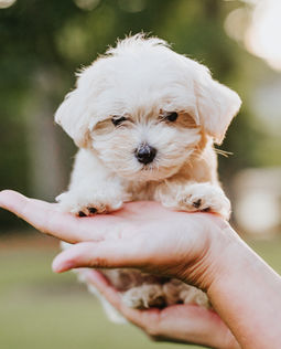 Maltipoo puppy for sale nc cute