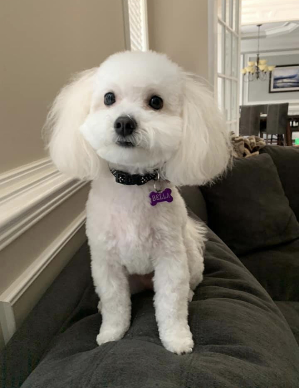 Matipoo puppy