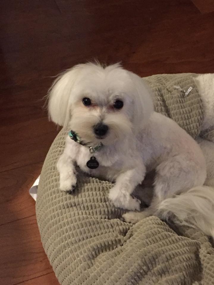 Ginger S Maltese Previous Puppies