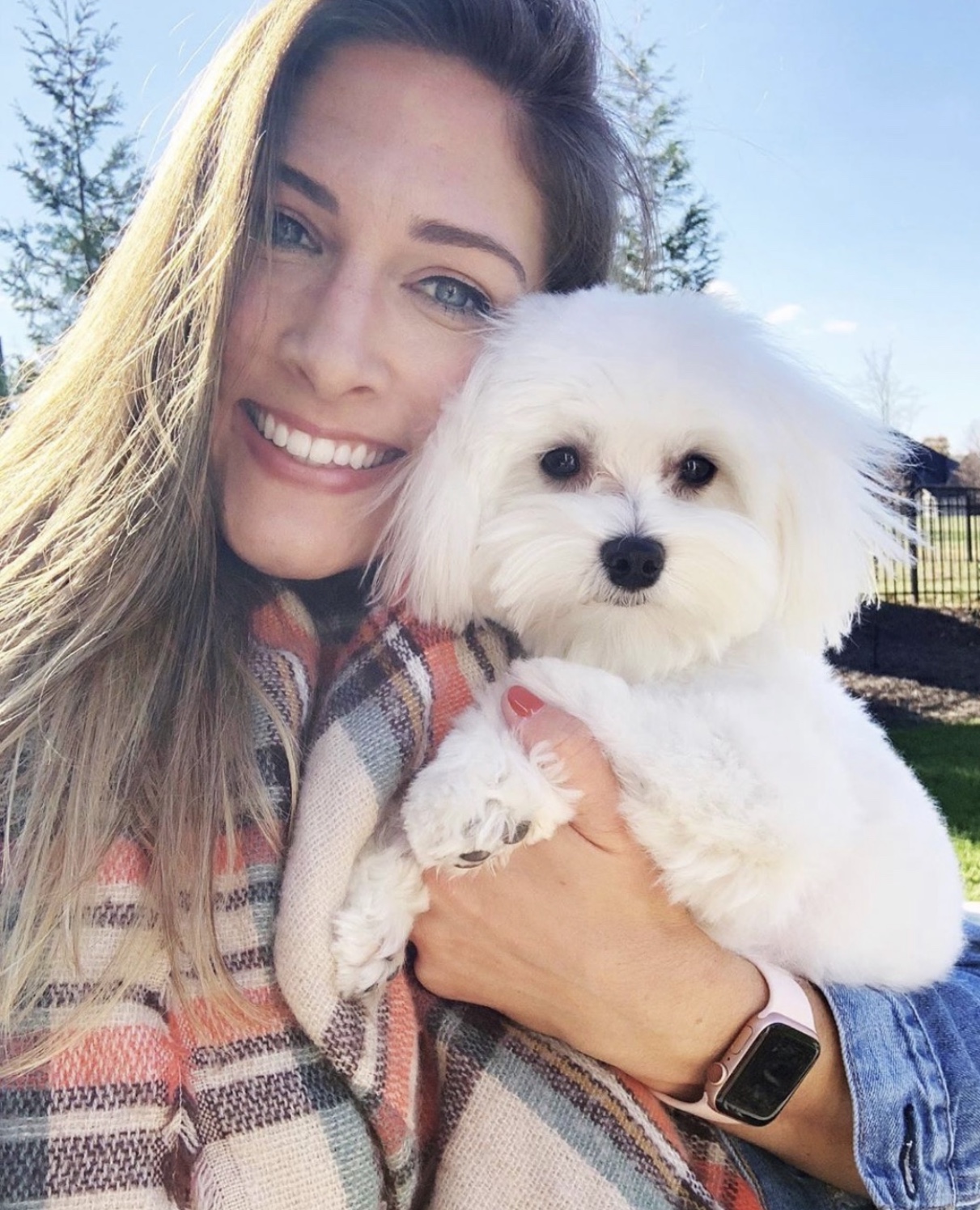 maltipoo puppy gingers maltese