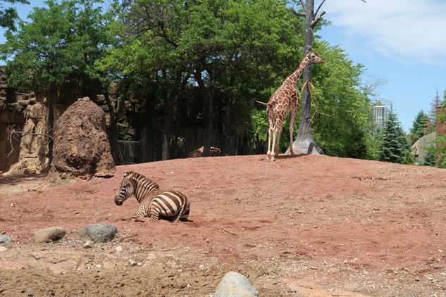 Zebra & Giraffe