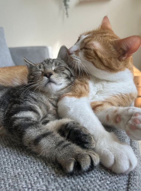 Cats on Couch