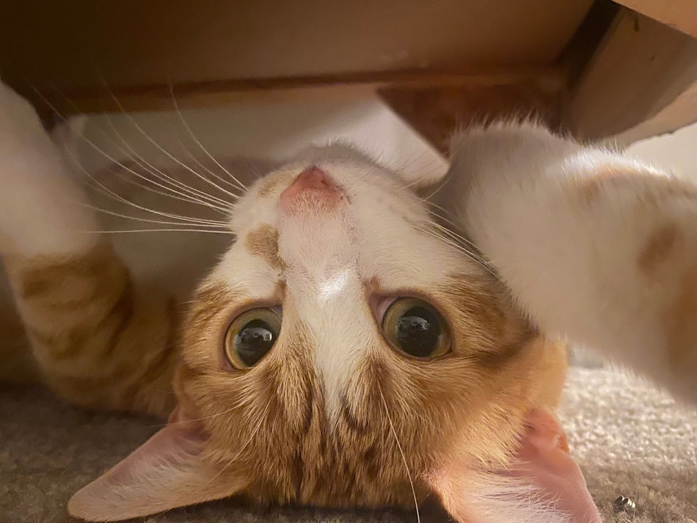 Upside Down Oliver