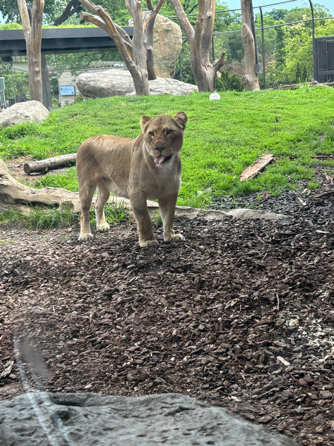 Lioness