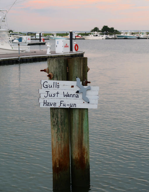 Gulls Just wanna Have Fu-un
