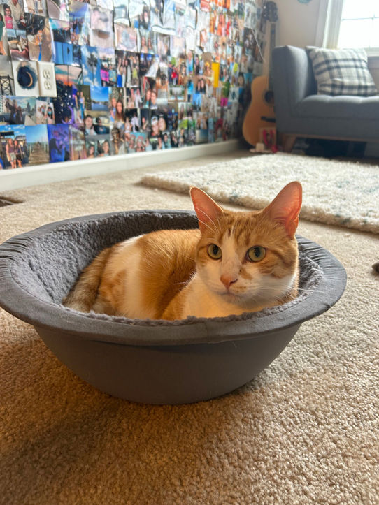 Ollie in Nest Bed.