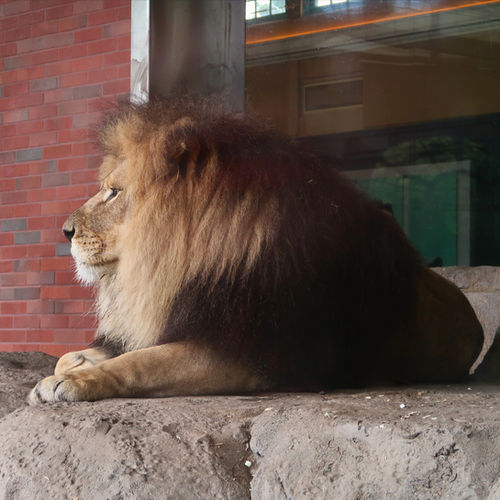 Chicago Lion