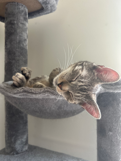 Hammock Leo