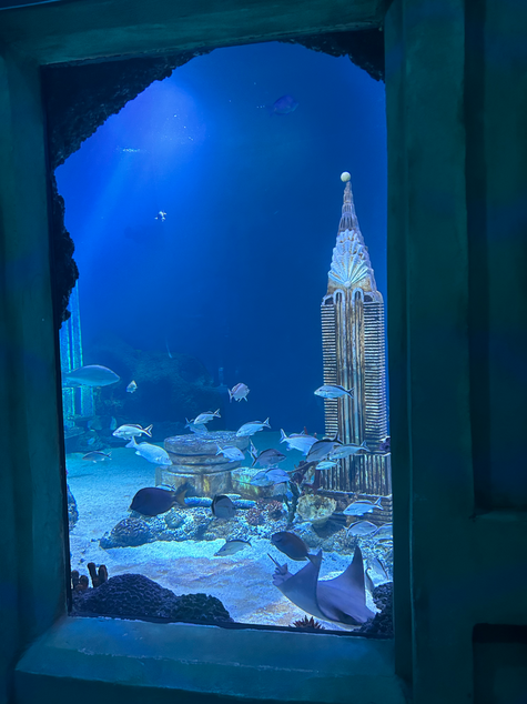 Aquarium Window