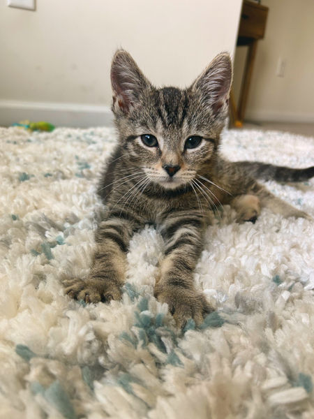 Baby Leo