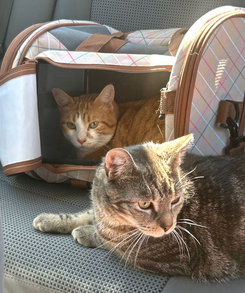 Cat Car Ride