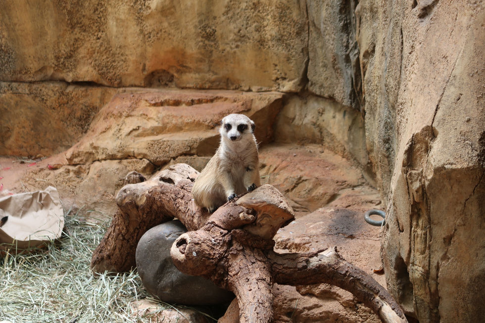 Prairie Dog