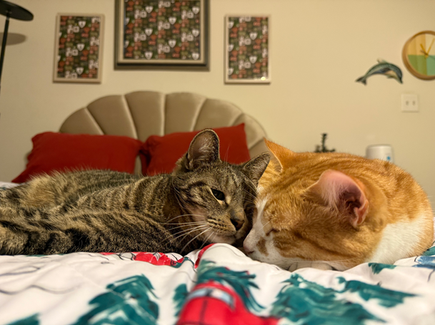 Cuddling Kitties