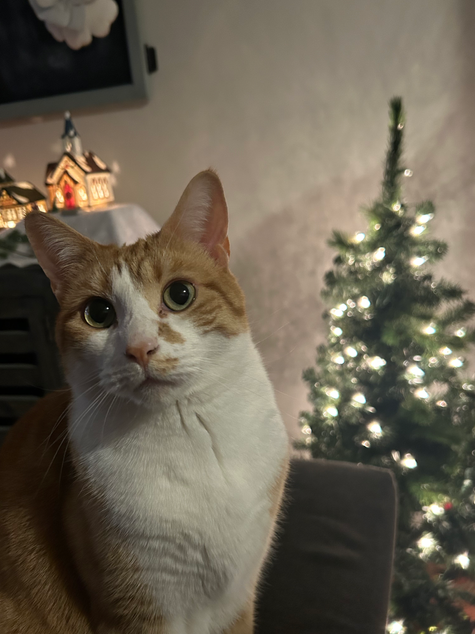 Christmas Oliver.