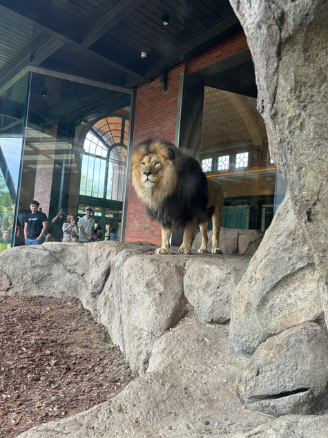 Lion on Pride Rock