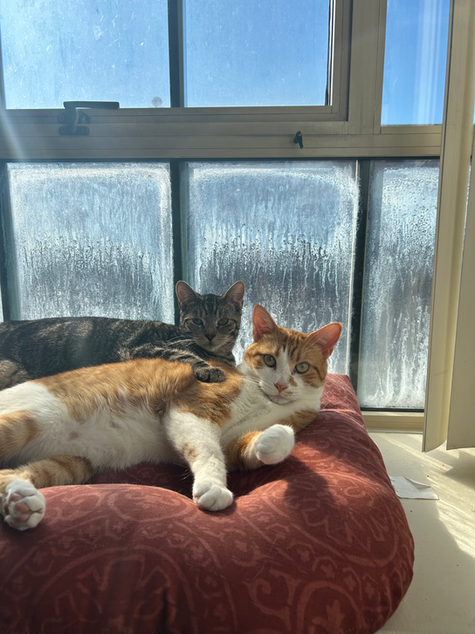 Cats in Window