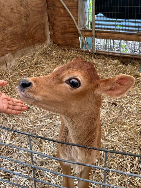Baby Cow