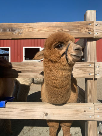 Alpaca