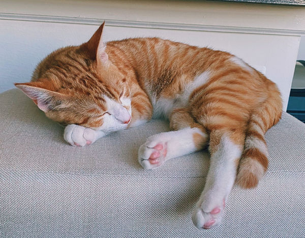 Sleeping Oliver