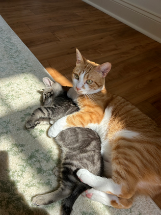 Cats Hugging