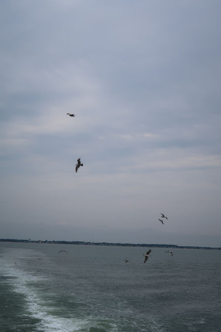 Seagulls
