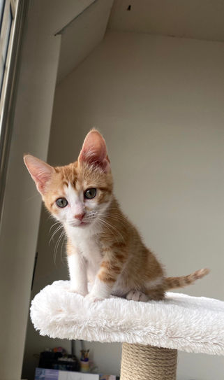 Tiny Oliver