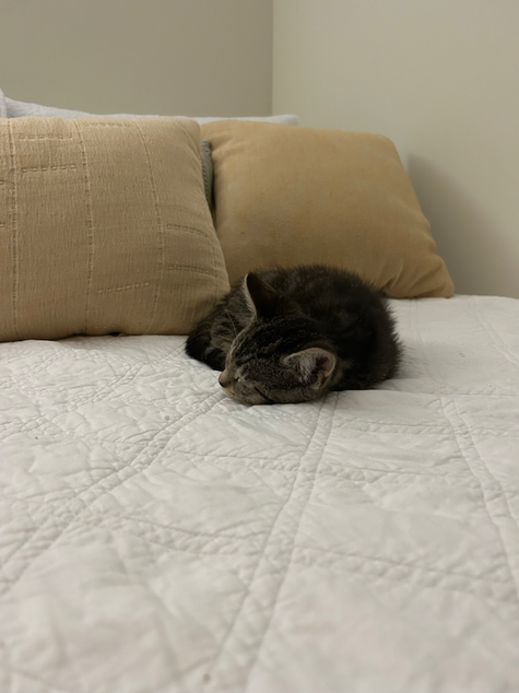 Tiny Leo
