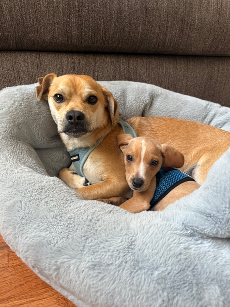 Cuddling Puppies