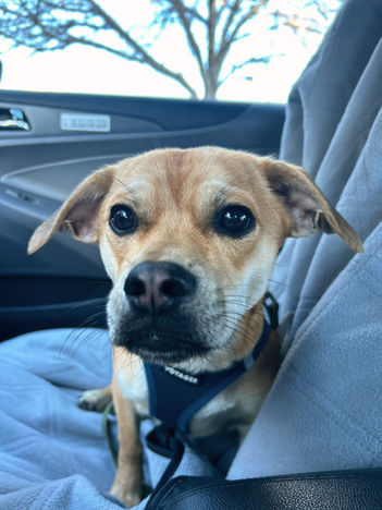 Snoopy in the Car